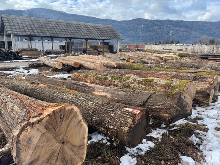 Fotografija lesa pred licitacijo. Avtor: družba Kočevski les.