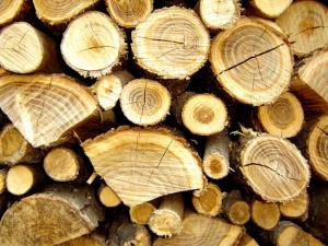 Simbolična fotografija - drva