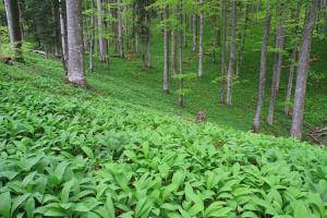 foto_marjan_artnak_-_pragozd_krokar