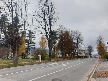 Drevesa ob cesti
