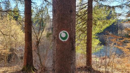 Markacija na drevesu