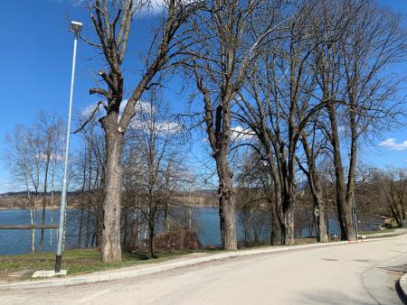 Drevesa ob cesti na jezeru